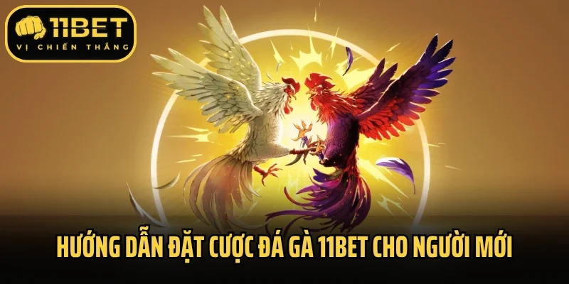 Hướng dẫn đặt cược đá gà 11Bet cho người mới