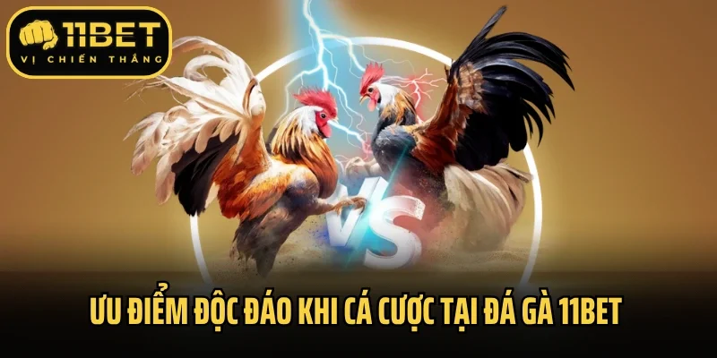 Ưu điểm độc đáo khi cá cược tại đá gà 11Bet 